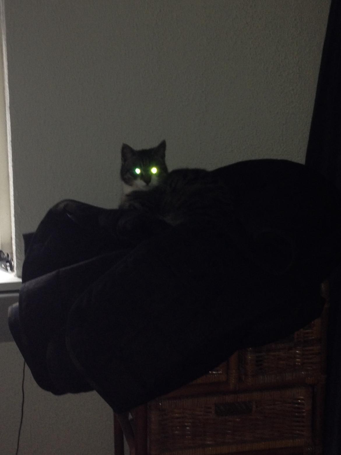 Huskat Charlie  billede 38