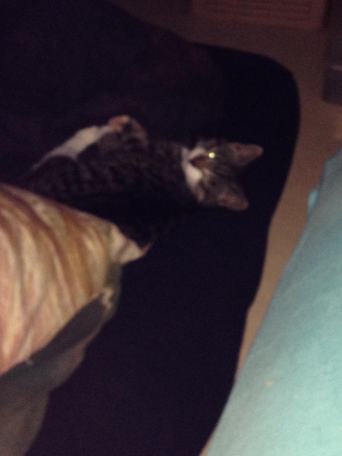 Huskat Charlie  billede 39