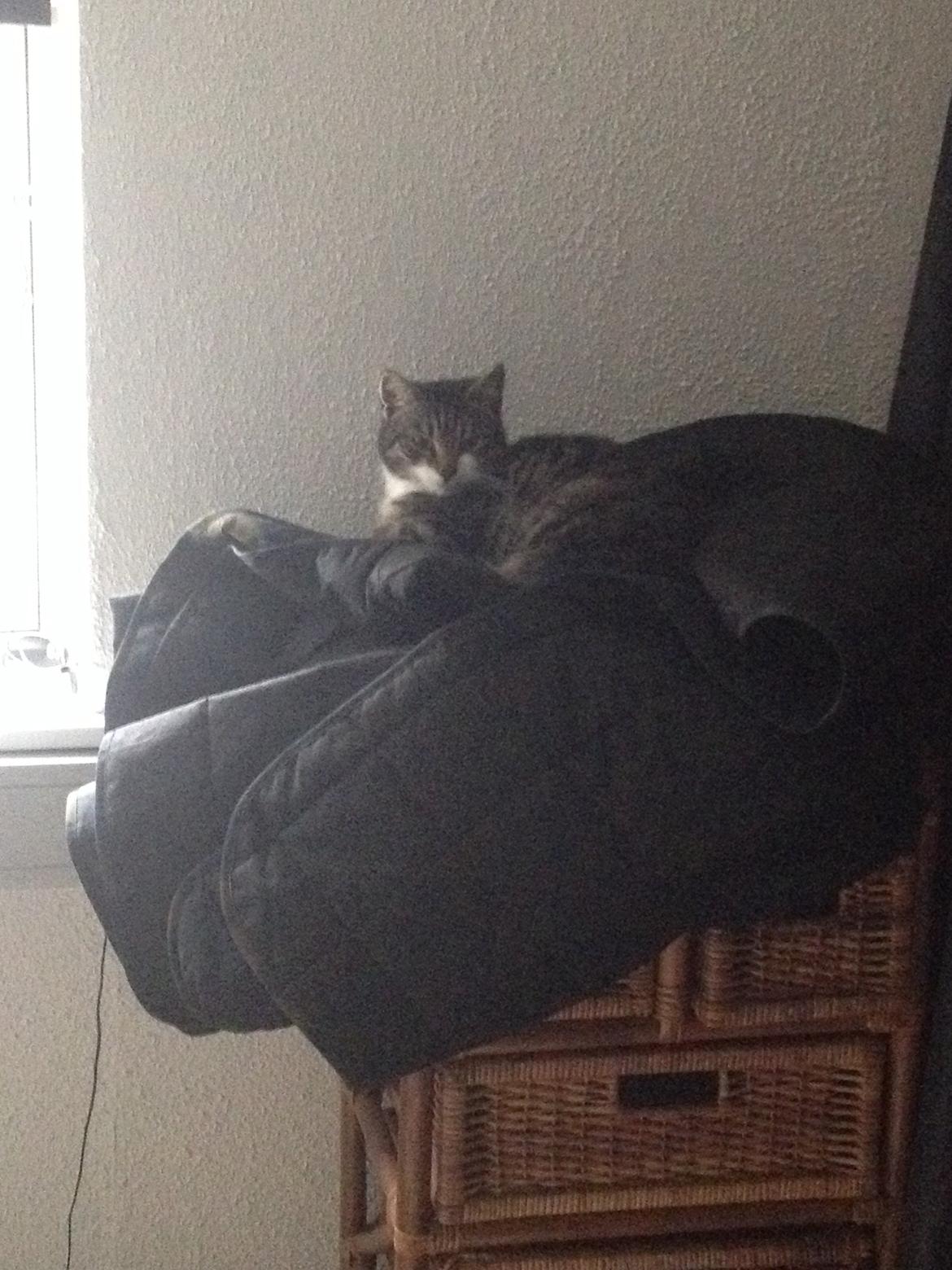 Huskat Charlie  billede 40