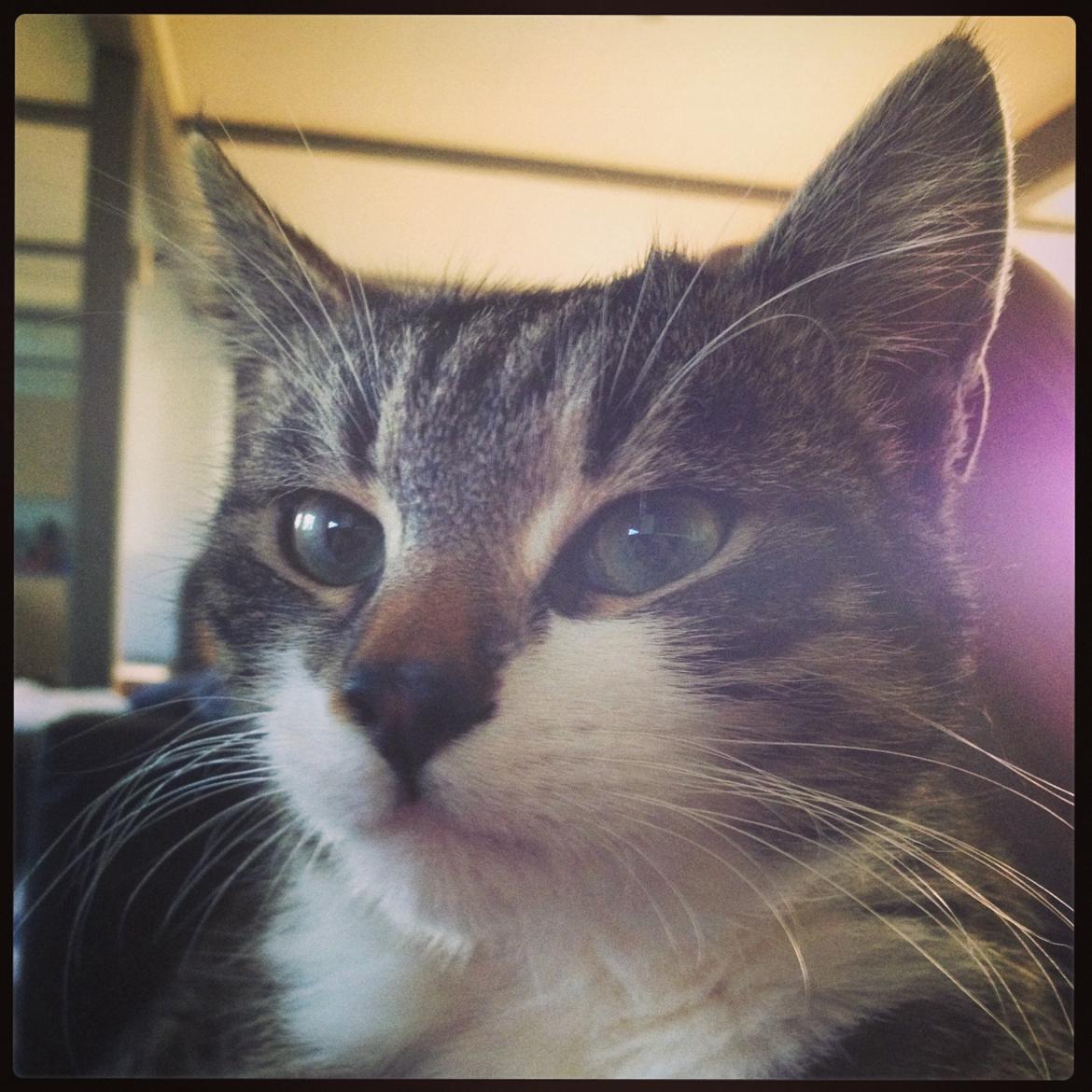 Huskat Charlie  billede 41