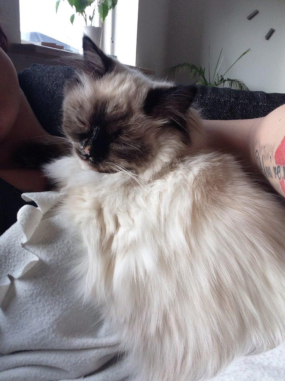 Blanding af racer Kira billede 14