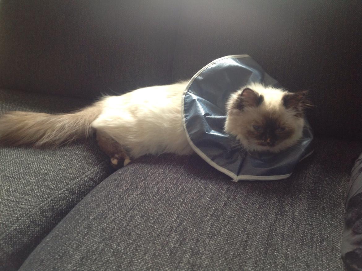 Blanding af racer Kira billede 16