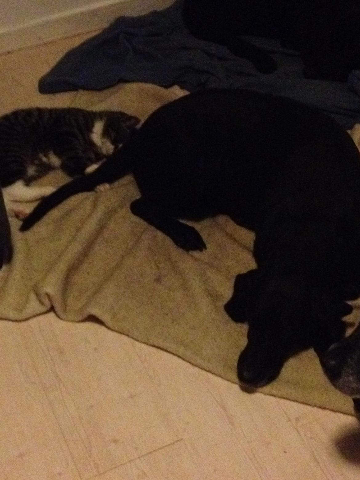 Huskat Charlie  billede 42