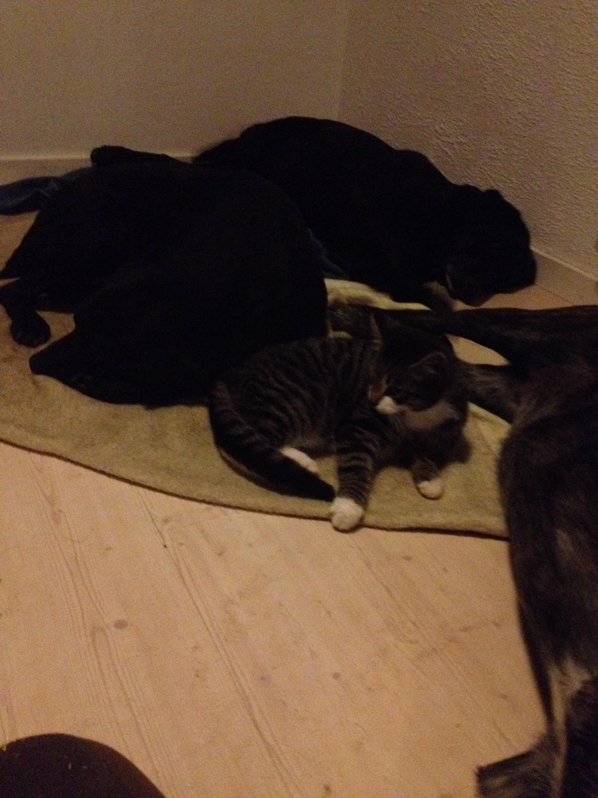 Huskat Charlie  billede 44