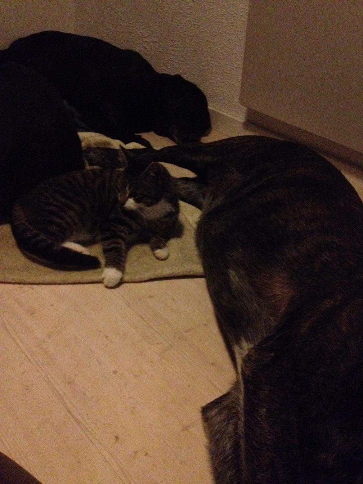 Huskat Charlie  billede 45