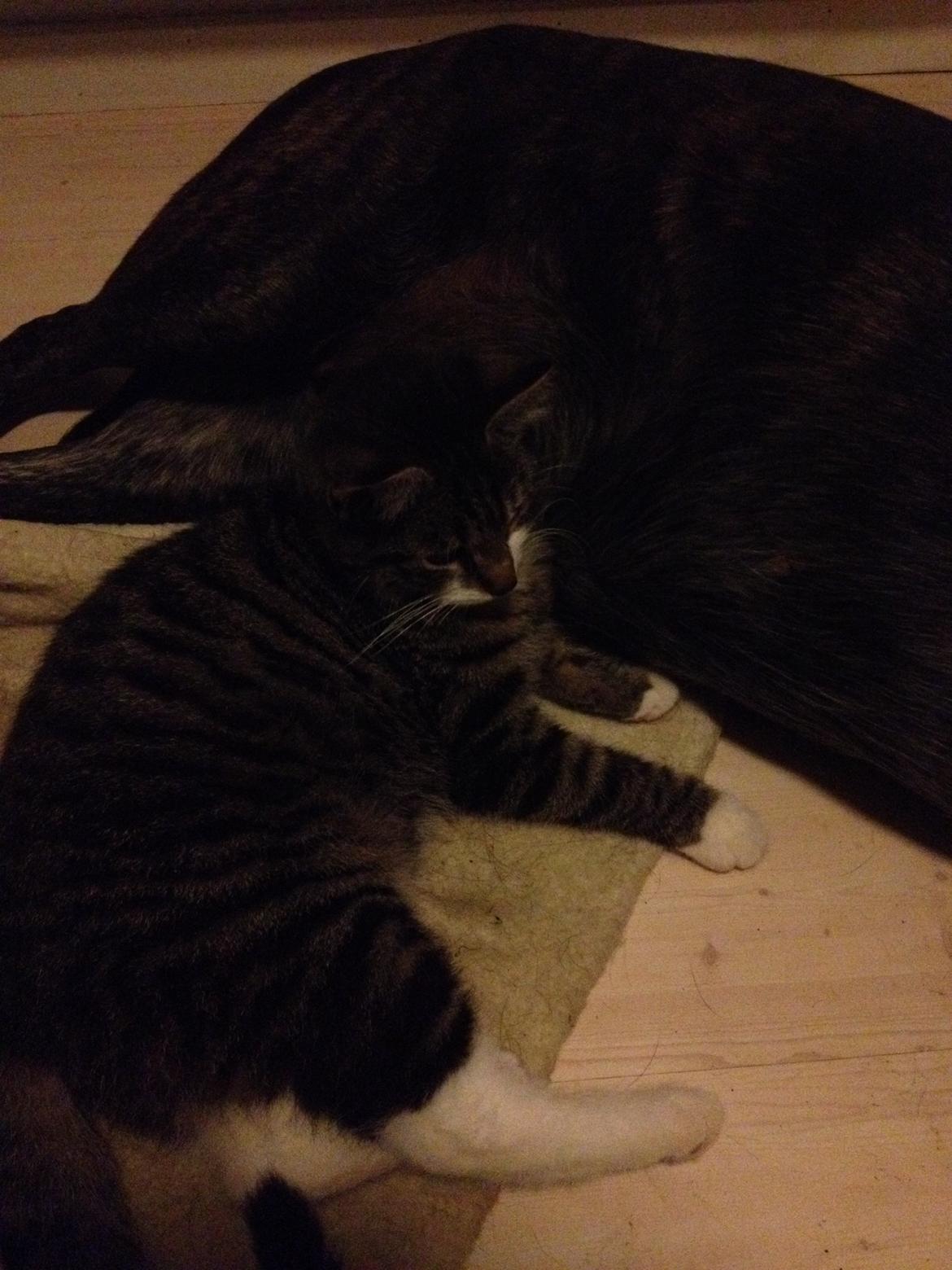 Huskat Charlie  billede 46