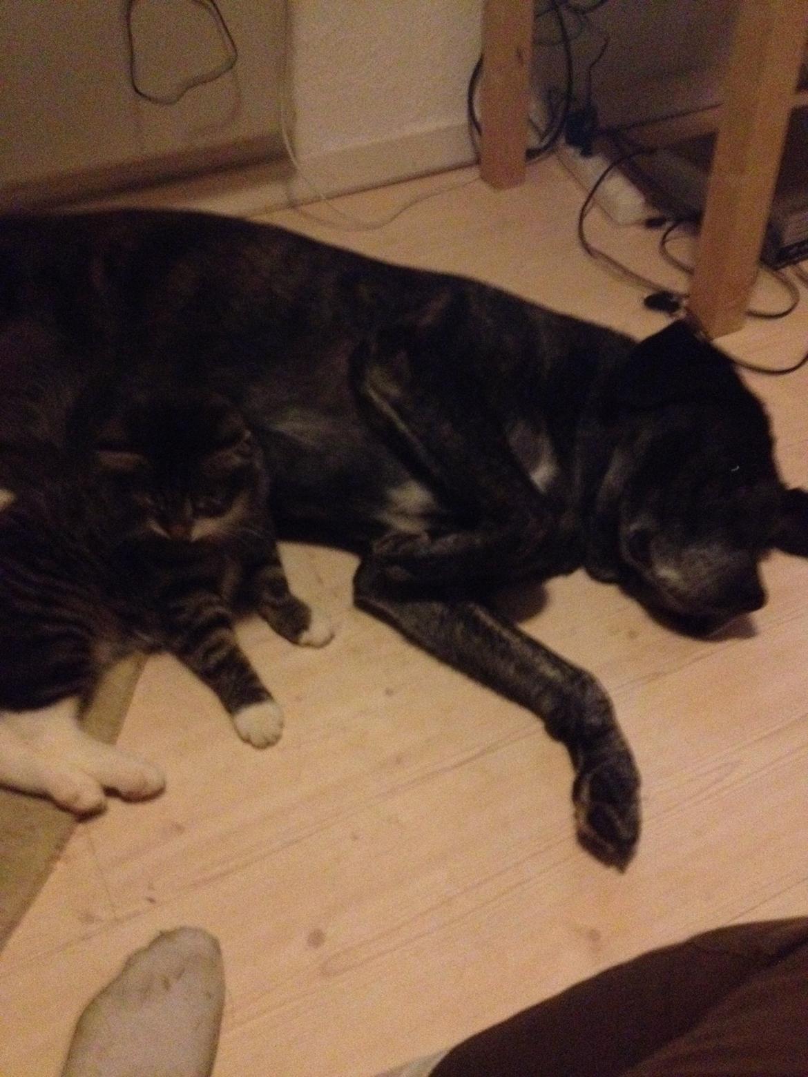 Huskat Charlie  billede 47