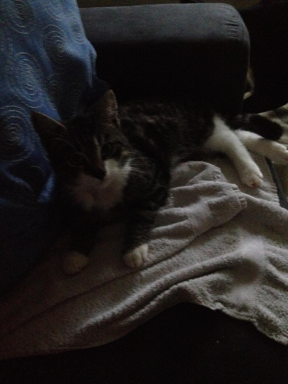 Huskat Charlie  billede 48