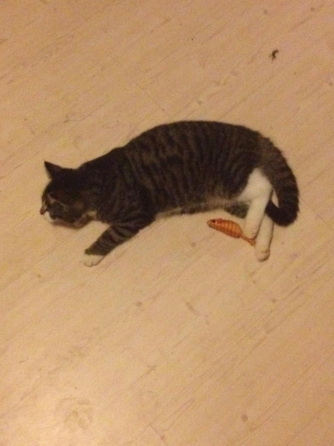 Huskat Charlie  billede 49