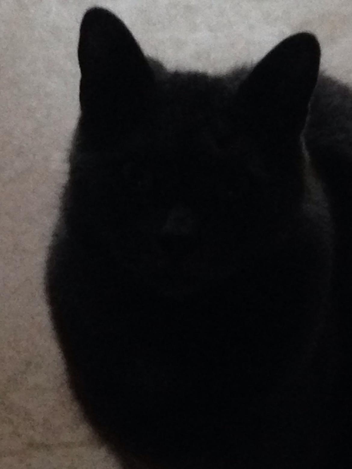 Huskat Hermann billede 4