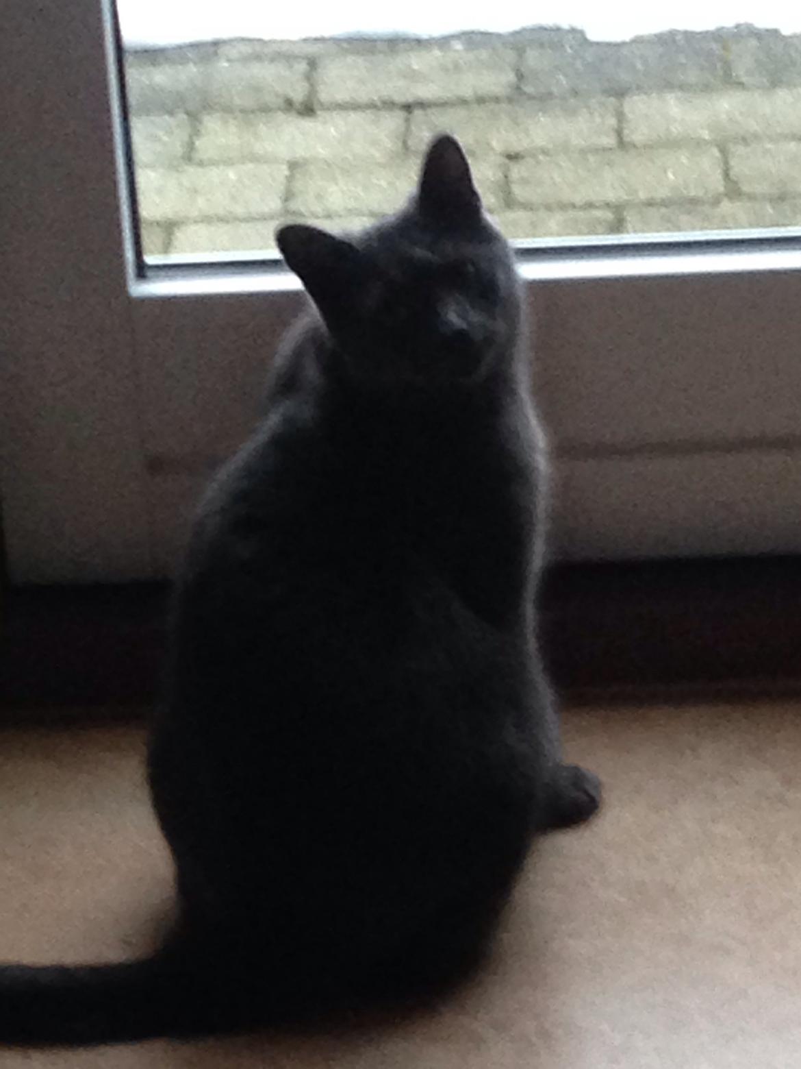 Huskat Hermann billede 1