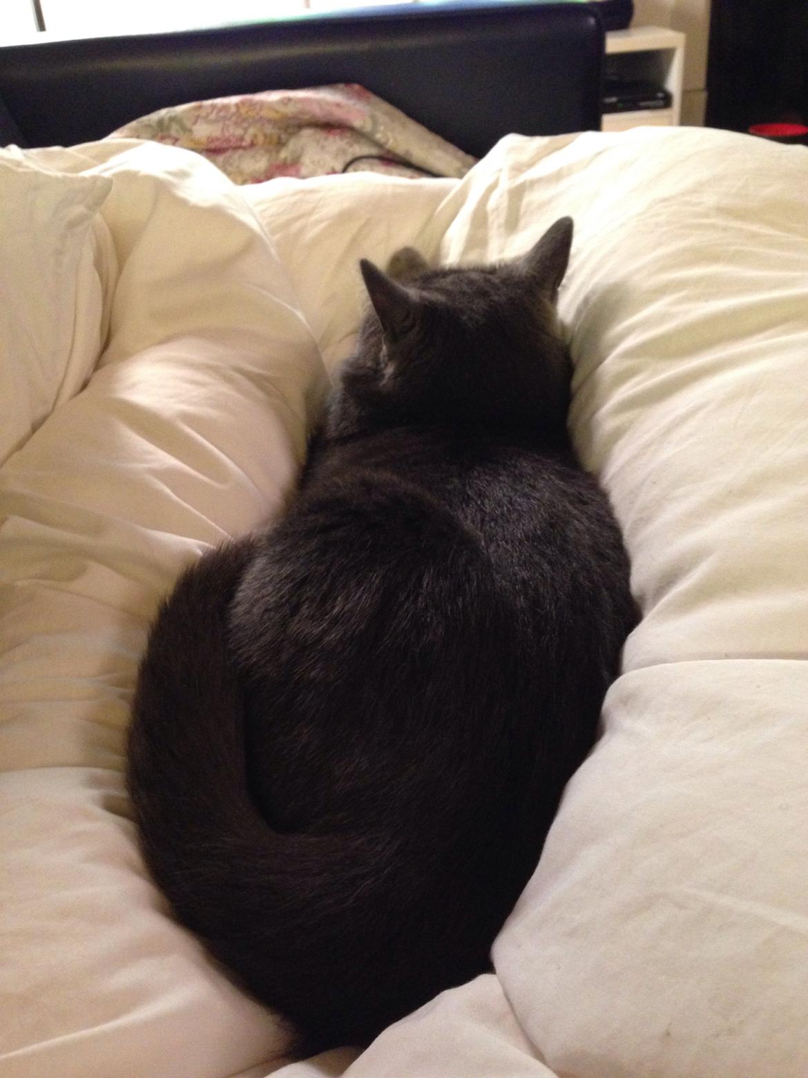 Huskat Hermann billede 6