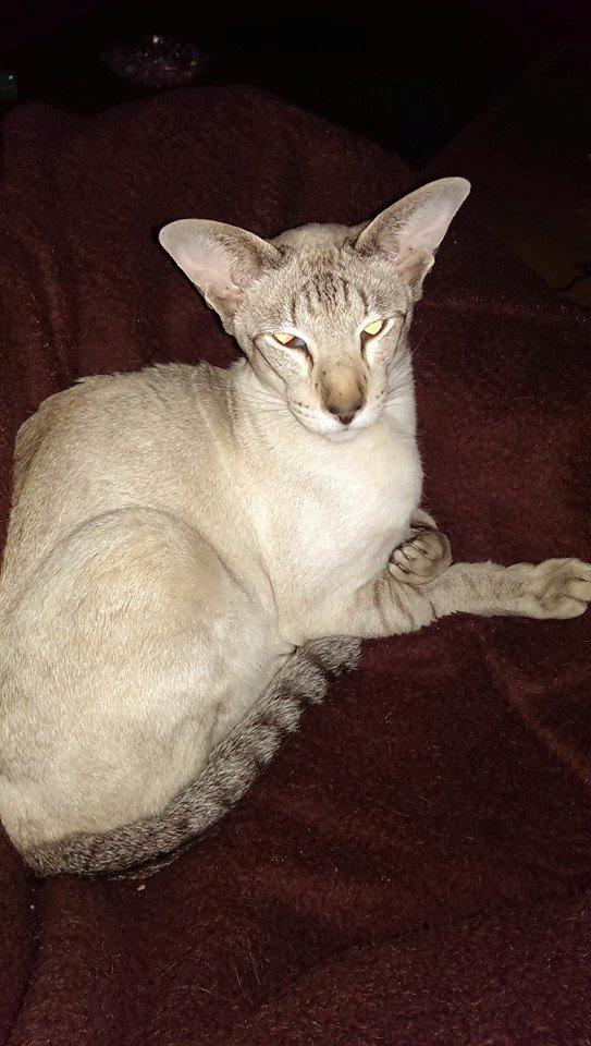 Siameser Haslund's Djencis Khan/Sahko billede 4