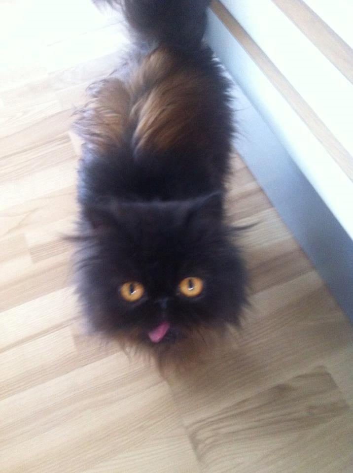 Perser Herlovinias Cornelia Baze - Hihi Baze kunne ikke finde ud af det i starten efter at have tabt sin hjørnetand :) Lille pus billede 1