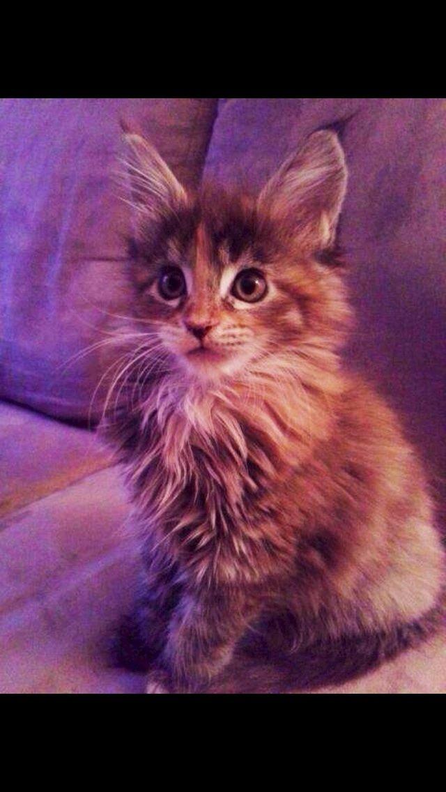 Maine Coon Dina "Leave The Light On" billede 2