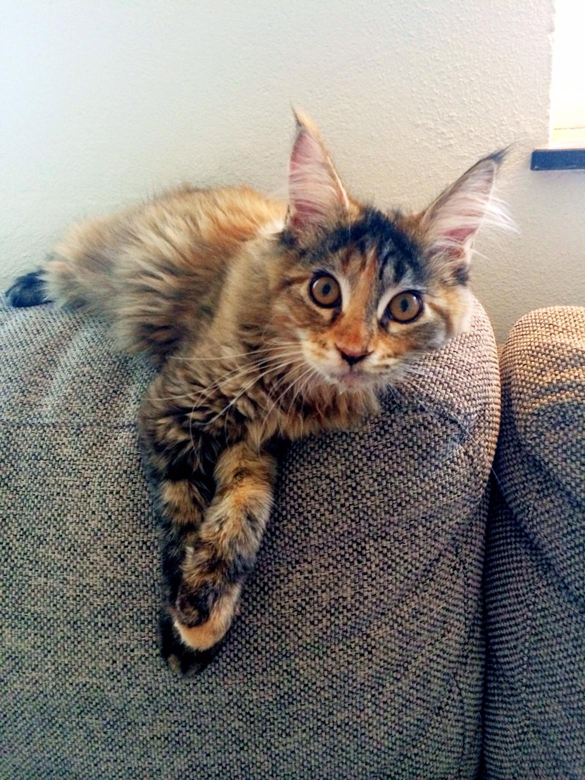 Maine Coon Dina "Leave The Light On" billede 3