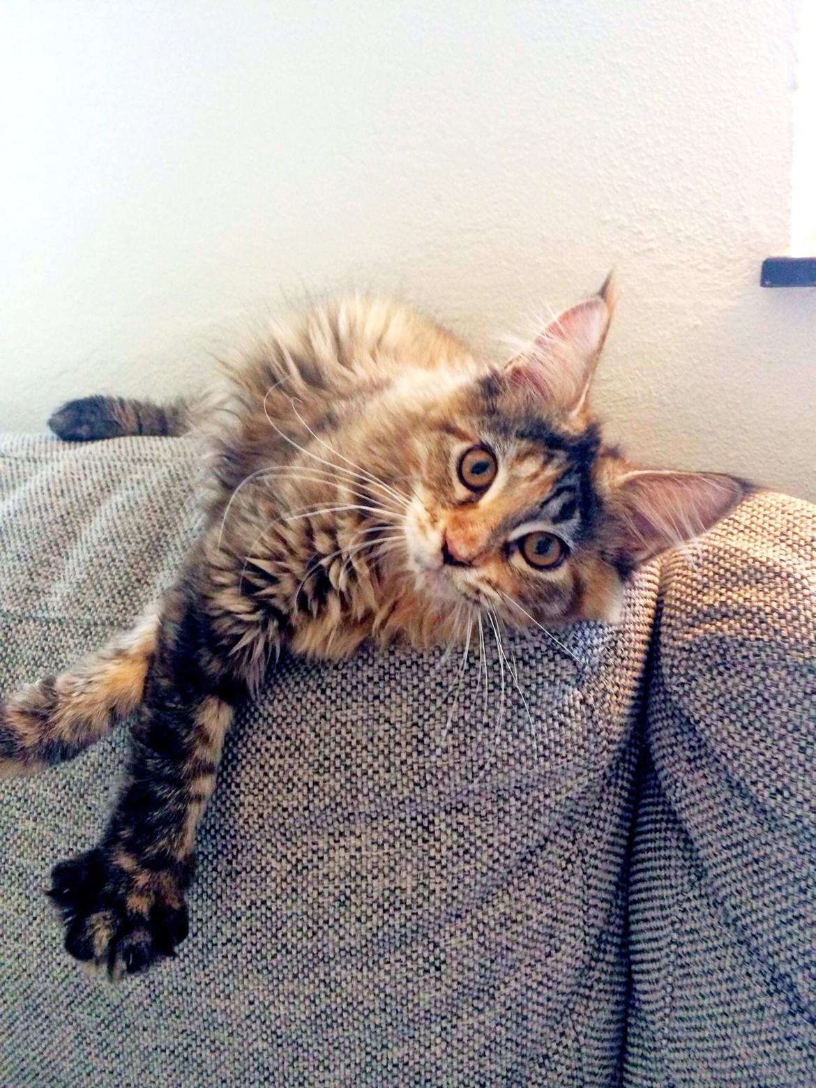 Maine Coon Dina "Leave The Light On" billede 4