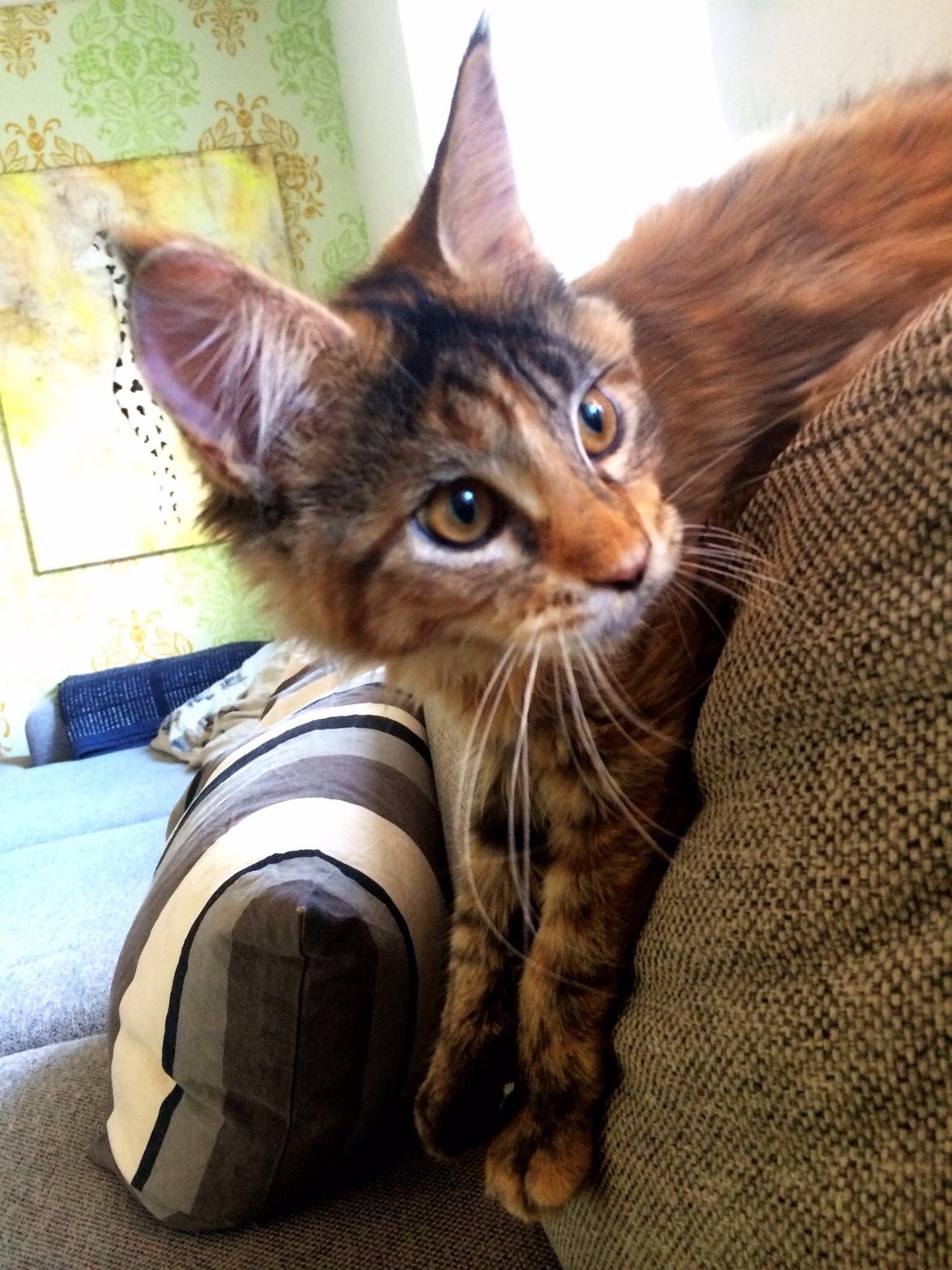 Maine Coon Dina "Leave The Light On" billede 6