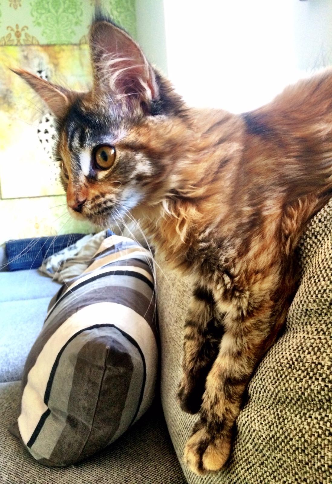 Maine Coon Dina "Leave The Light On" billede 8