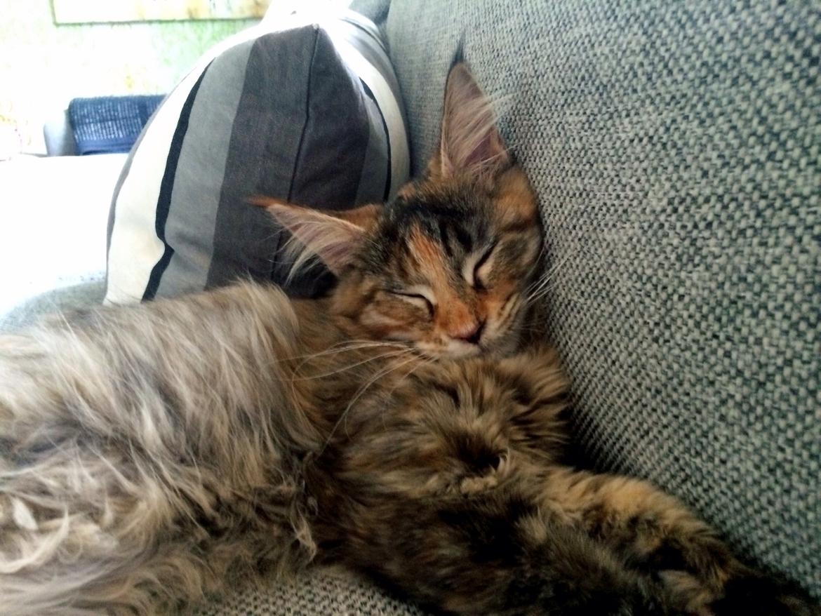 Maine Coon Dina "Leave The Light On" billede 11