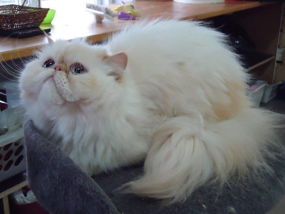 Perser Dk sin fink Aisja  billede 1