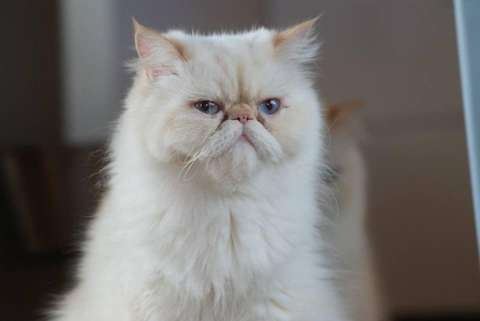 Perser Dk sin fink Aisja  billede 2