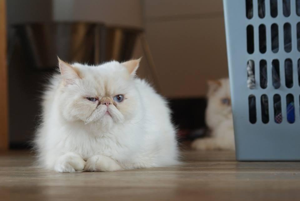 Perser Dk sin fink Aisja  billede 3