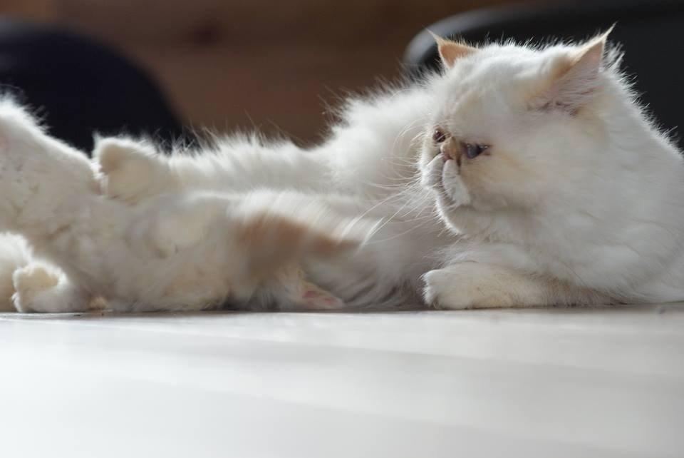 Perser Dk sin fink Aisja  billede 5