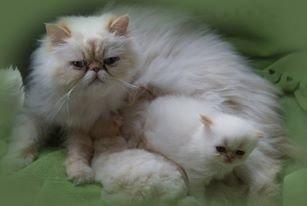 Perser Dk sin fink Aisja  billede 4