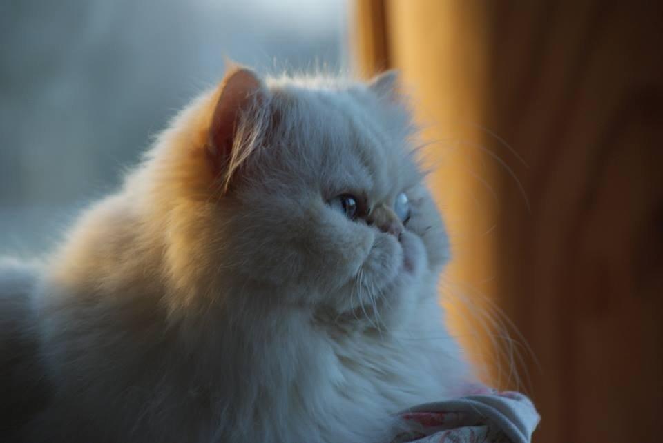 Colorpoint Isak Sin fink billede 12