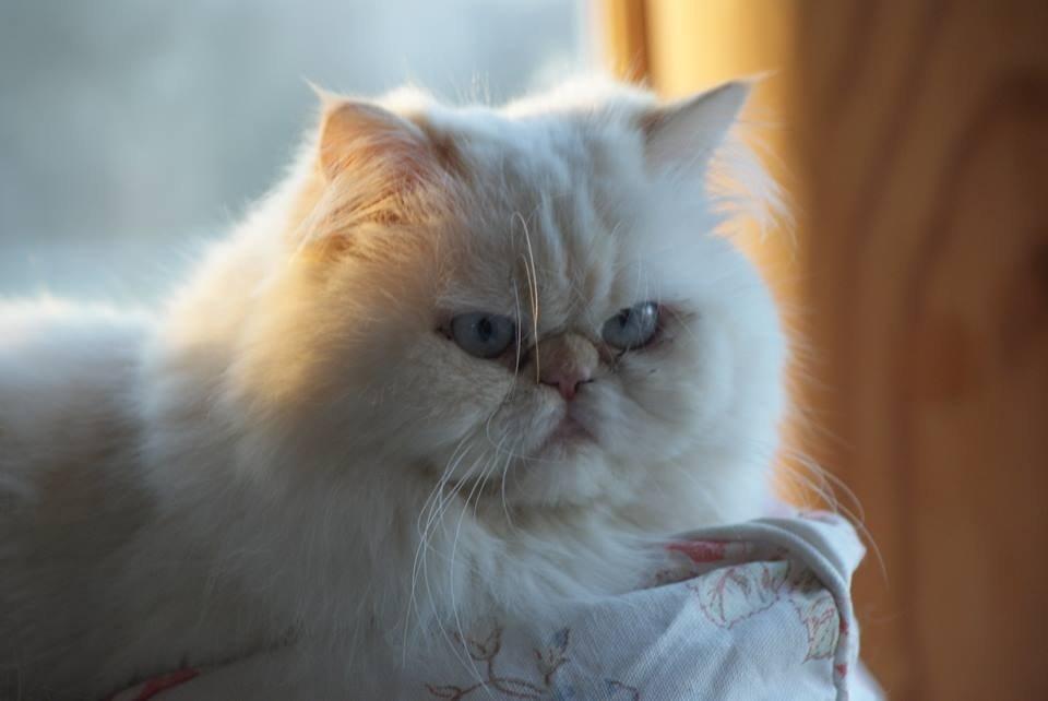 Colorpoint Isak Sin fink billede 13