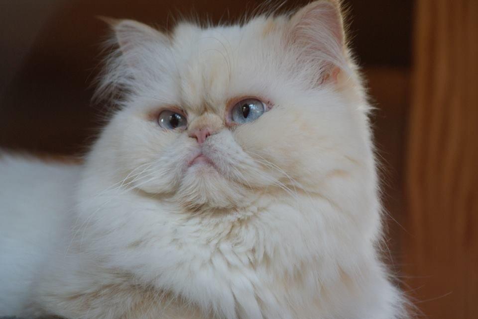 Colorpoint Isak Sin fink billede 14