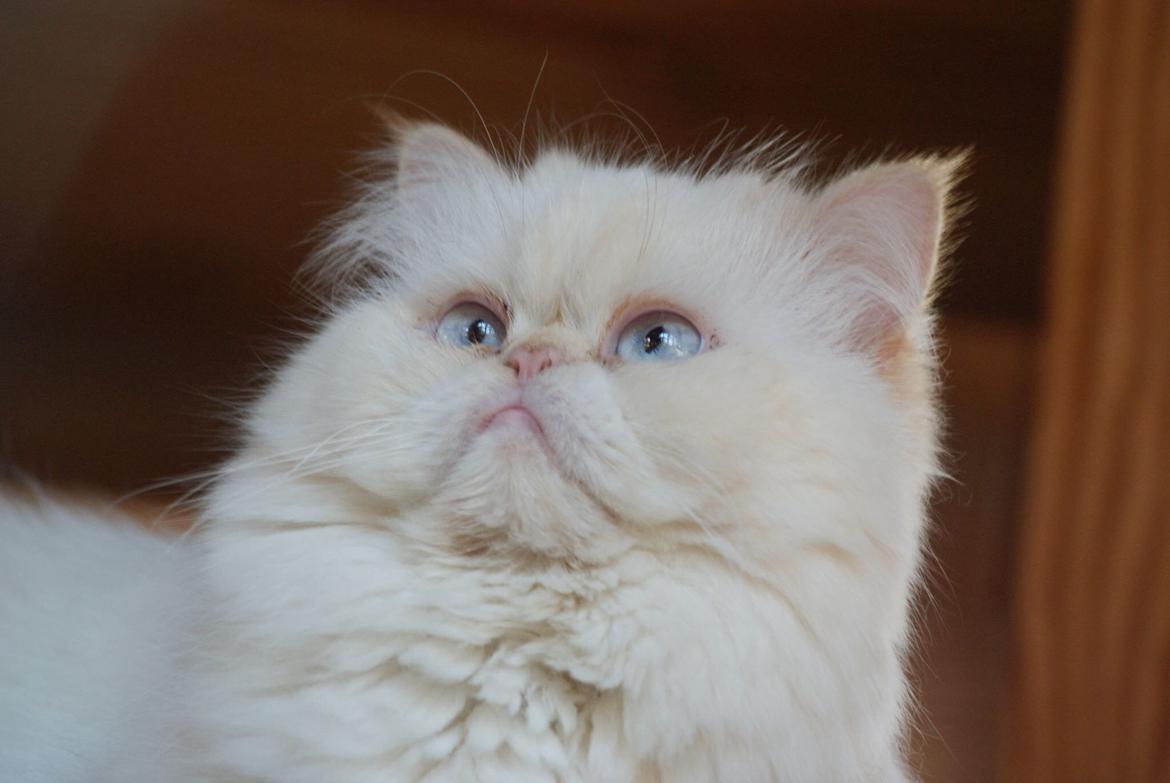 Colorpoint Isak Sin fink billede 15