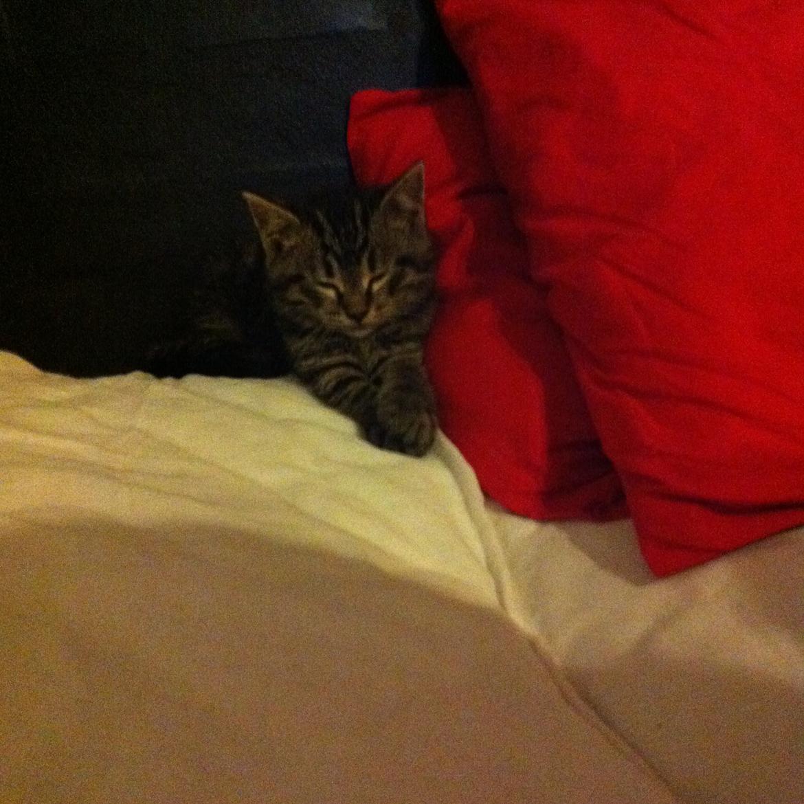 Huskat Chili billede 24