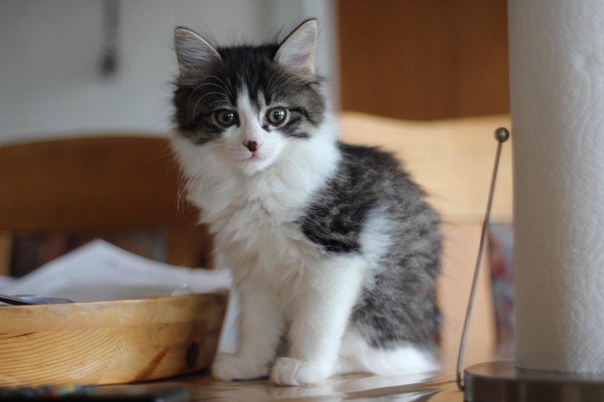 Kurilean Bobtail DK*Klokmose's Razzer - billede fra opdrætter billede 2