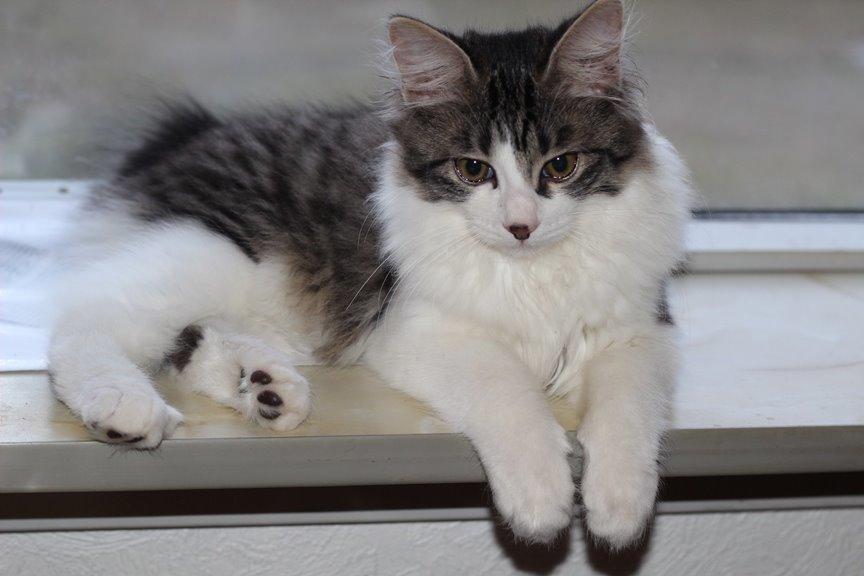 Kurilean Bobtail DK*Klokmose's Razzer - billeder fra opdrætter billede 4