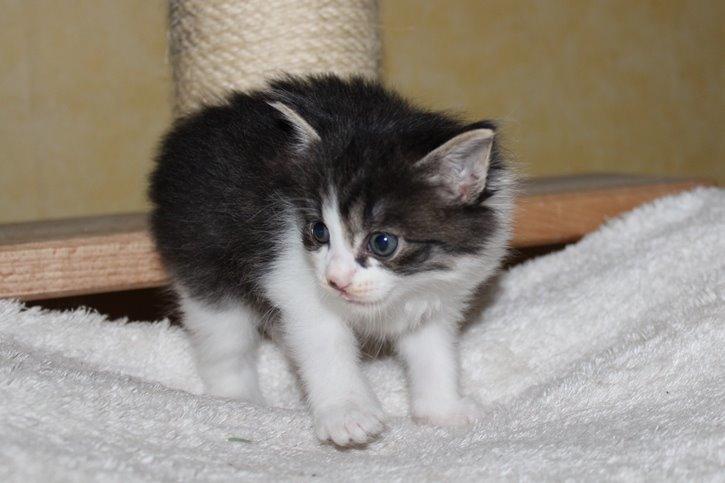 Kurilean Bobtail DK*Klokmose's Razzer - billede fra opdrætter, baby Oscar billede 3