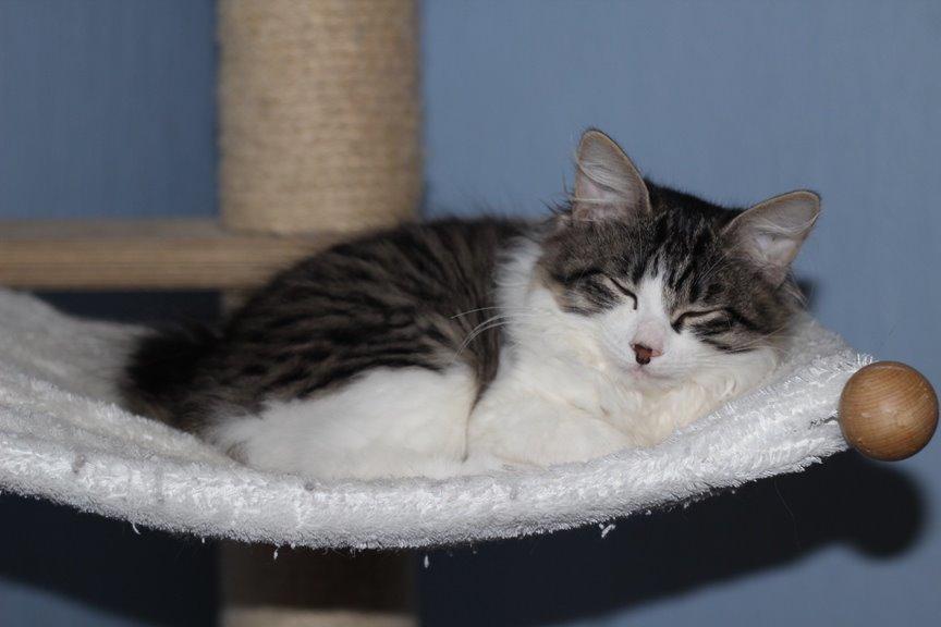 Kurilean Bobtail DK*Klokmose's Razzer - billede fra opdrætter billede 6