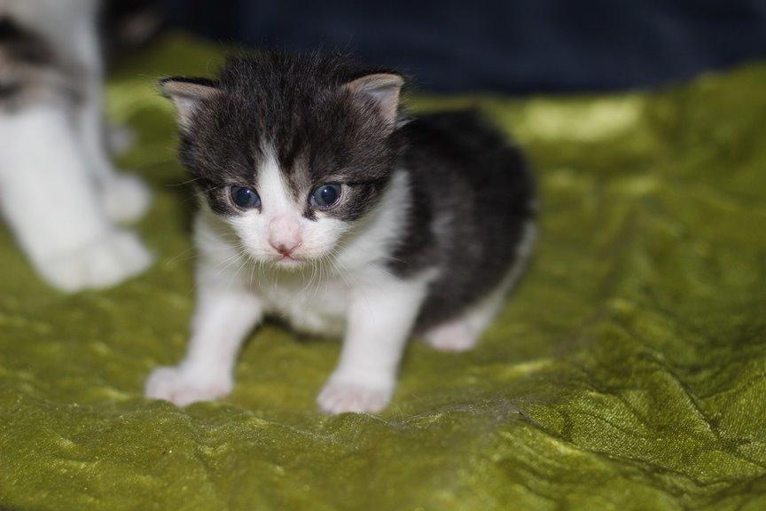Kurilean Bobtail DK*Klokmose's Razzer - billede fra opdrætter billede 7