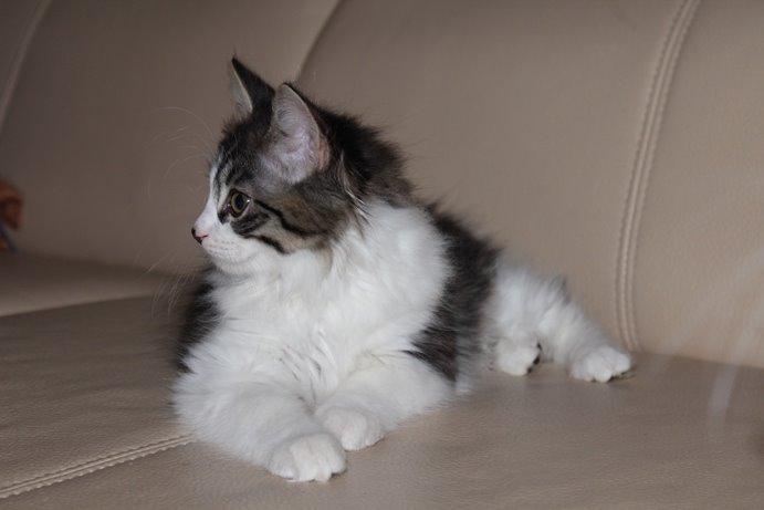 Kurilean Bobtail DK*Klokmose's Razzer - billede fra opdrætter billede 8