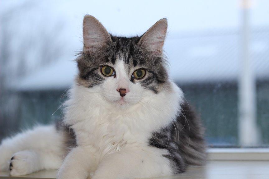 Kurilean Bobtail DK*Klokmose's Razzer - billede fra opdrætter billede 5