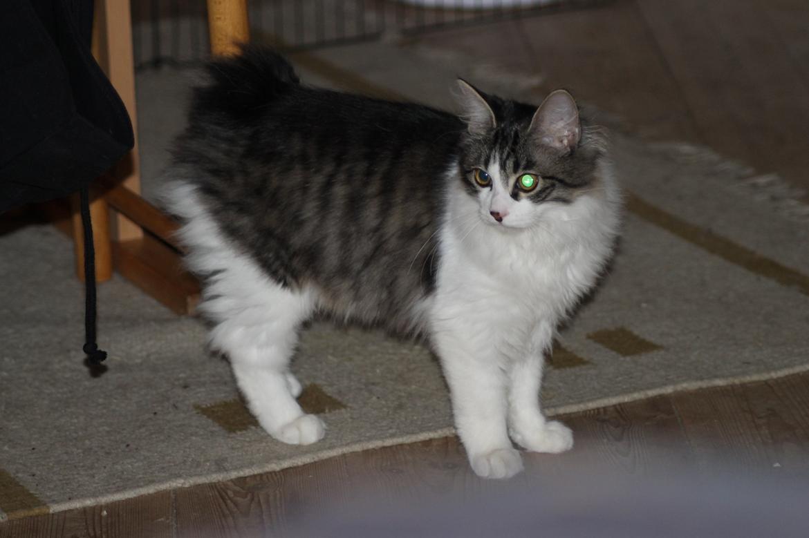 Kurilean Bobtail DK*Klokmose's Razzer billede 9