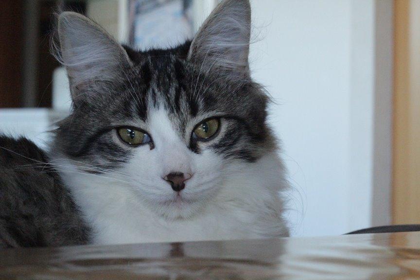 Kurilean Bobtail DK*Klokmose's Razzer - billede fra opdrætter billede 12