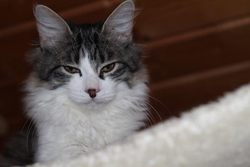 Kurilean Bobtail DK*Klokmose's Razzer - billede fra opdrætter billede 13