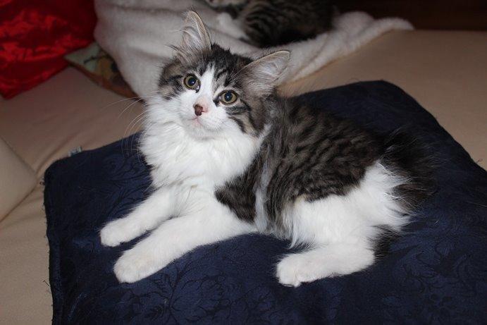 Kurilean Bobtail DK*Klokmose's Razzer - billede fra opdrætter billede 14