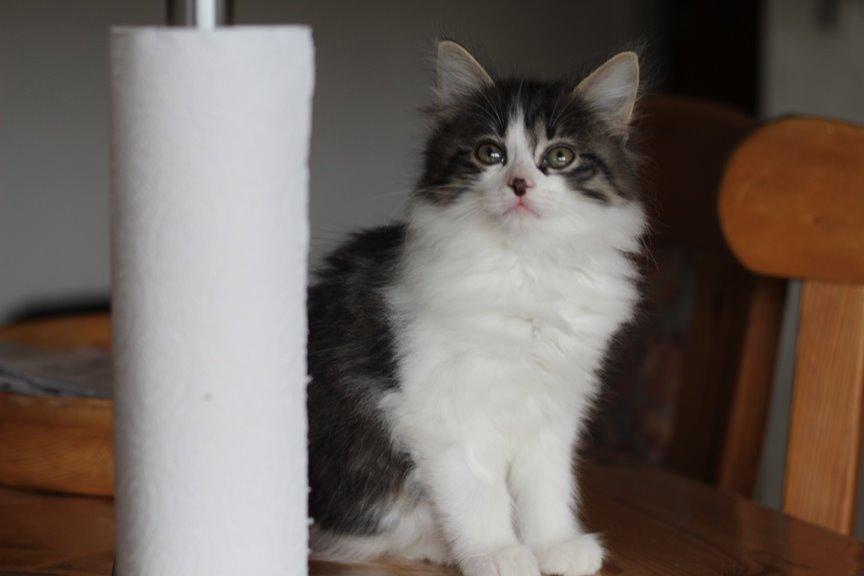 Kurilean Bobtail DK*Klokmose's Razzer - billede fra opdrætter billede 15