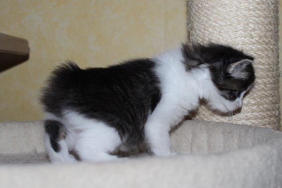 Kurilean Bobtail DK*Klokmose's Razzer - billede fra opdrætter billede 16