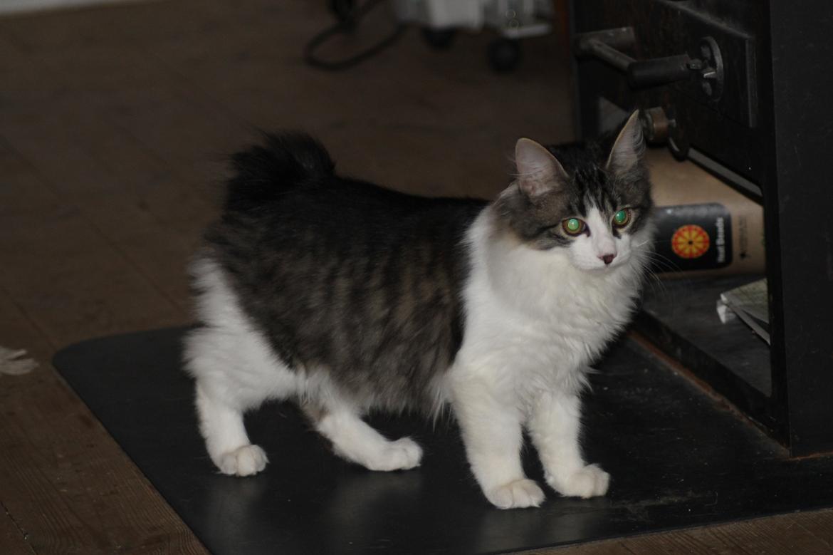 Kurilean Bobtail DK*Klokmose's Razzer billede 11