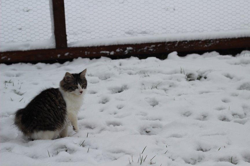 Kurilean Bobtail DK*Klokmose's Razzer - billede fra opdrætter billede 18