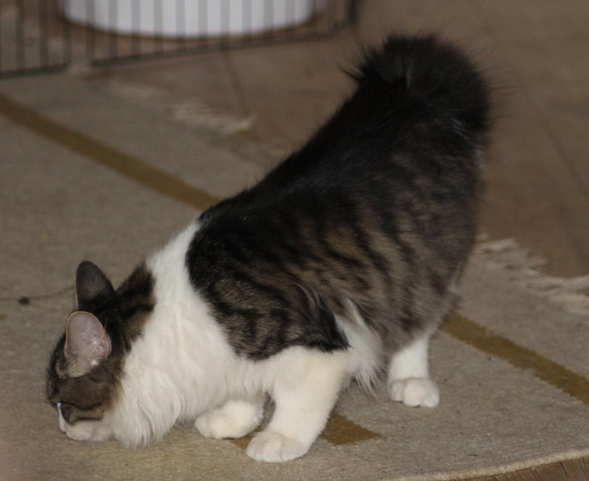 Kurilean Bobtail DK*Klokmose's Razzer billede 19